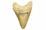 Serrated, Fossil Megalodon Tooth - Huge NC Meg #308524-1